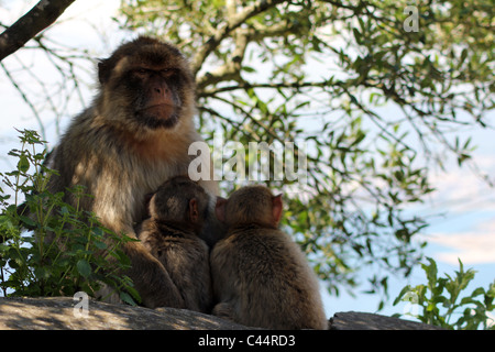 Un Barbary Macaque ripara dal calore del giorno e proteggendo la sua giovane. Foto Stock