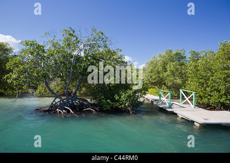 Mangrovie del Parco Nazionale Estero Hondo, Repubblica Dominicana Foto Stock