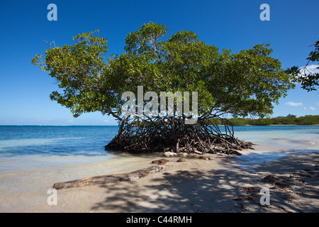 Mangrovie del Parco Nazionale Estero Hondo, Repubblica Dominicana Foto Stock