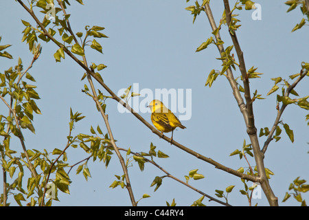 Warbler giallo Foto Stock