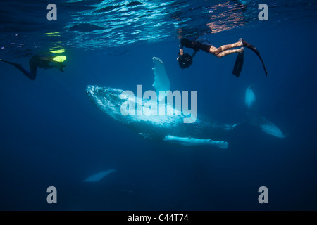 Humpback Whale e Snorkeler, Megaptera novaeangliae, Banca d'argento, Oceano Atlantico, Repubblica Dominicana Foto Stock