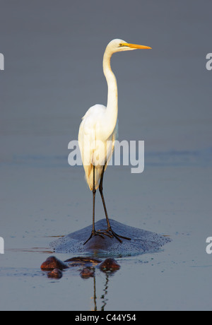 Grande airone bianco arroccato su un ippopotamo in acqua - Kruger National Park - Sud Africa Foto Stock