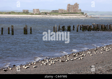 Eider Anatre in appoggio sulla spiaggia con la Piel Castello come sfondo, Walney Island, Cumbria, Regno Unito Foto Stock