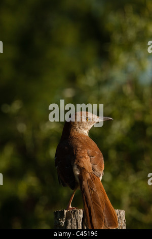 Thrasher Brown Foto Stock