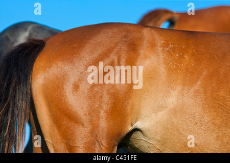 Del Cavallo e di coda dietro Foto Stock