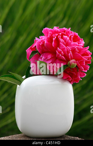 Doppio albero rosso Peonia in un elegante vaso bianco Foto Stock