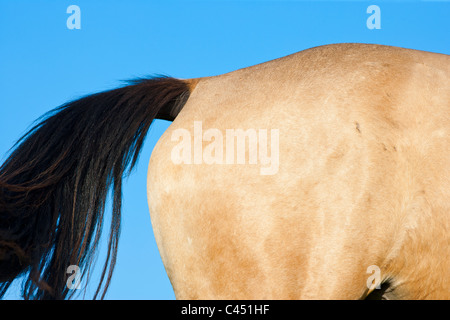 Del Cavallo e di coda dietro Foto Stock