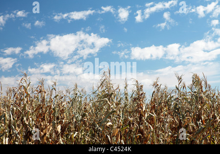 Colpite dalla siccità il raccolto di mais, stato libero, Sud Africa Foto Stock