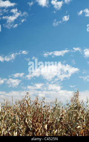 Colpite dalla siccità il raccolto di mais, stato libero, Sud Africa Foto Stock