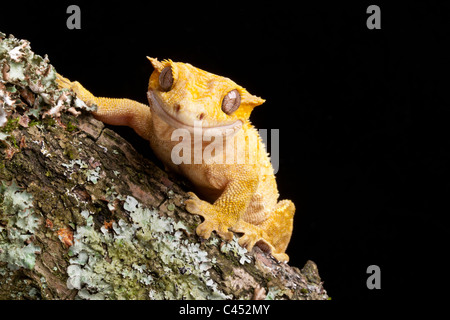 Crested geco Rhacodactylus ciliatus, Nuova Caledonia Foto Stock