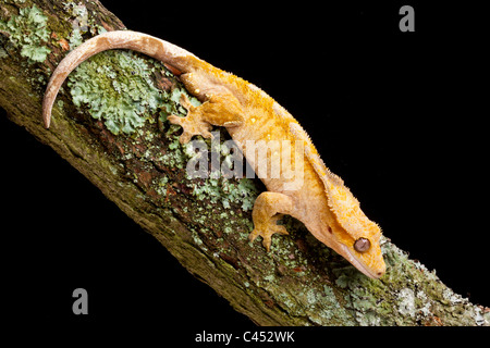 Crested geco Rhacodactylus ciliatus, Nuova Caledonia Foto Stock