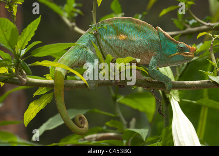 Parson's camaleonte Chamaeleo (Calumma parsonii). Andasibe. Madagascar. Foto Stock