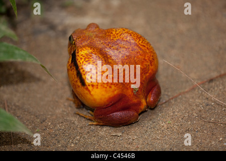 Rana Pomodorro (Dyscophus antongilii). A nord est del Madagascar. Parzialmente gonfiato il corpo. Foto Stock