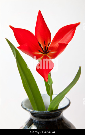 RED TULIP CON OPEN petali di fiori in vaso. Foto Stock