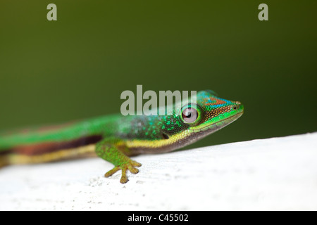 Side-striped Green Day Gecko (Phelsuma lineata). Madagascar. Foto Stock