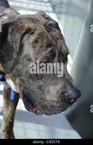 Alano, Il Gentle Giant Foto Stock