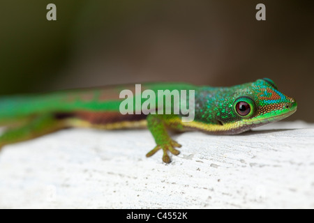 Lato verde-striped giorno Gecko (Phelsuma lineata). Madagascar. Foto Stock