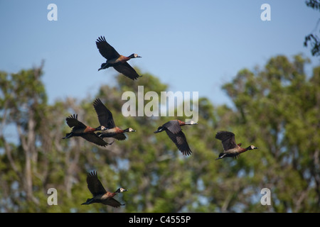 Di fronte bianco-sibili anatre Dendrocyna viduata. Parc de Tsarasaotra, Lac Alarobia. Ramsar sito privato. Altopiano di alta. Madagascar Foto Stock