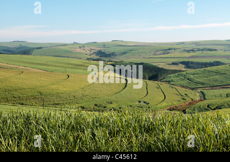 I campi di canna da zucchero, nr Harburg, Kwa-Zulu Natal, Sud Africa Foto Stock