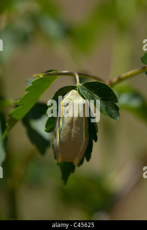 Betsileo Reed (Rana Heterixalus betsileo). Trovate nei dintorni di paludi e risaie degli altopiani centrali. Madagascar. Foto Stock