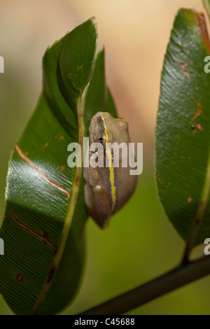 Betsileo Reed (Rana Heterixalus betsileo). Trovate nei dintorni di paludi e risaie degli altopiani centrali. Madagascar. Foto Stock