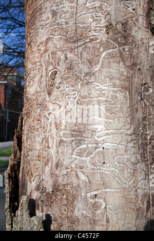 Il Frassino ucciso da Emerald Ash borer Foto Stock