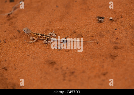 Tre-eyed Lizard (Chalaradon madagascariensis). Ifaty. Madagascar. Foresta spinosa. Foto Stock