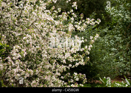 Malus prunifolia 'Rinki', la fioritura del granchio Foto Stock