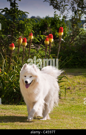 Samoiedo cane giocando divertendosi country garden red hot mazze Foto Stock