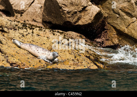 Giovani Atlantico guarnizione grigio, Halichoerus grypus, Ramsey Island, Nord Pembrokeshire, Galles Foto Stock