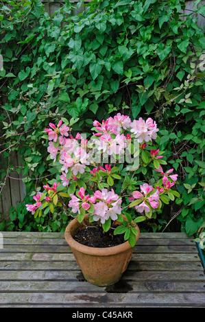 Rododendro nano bush in fiore in pentola. Foto Stock