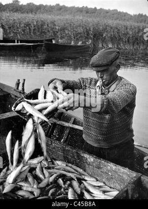 Pescatore della Masuria cattura il coregone, 1937 Foto Stock