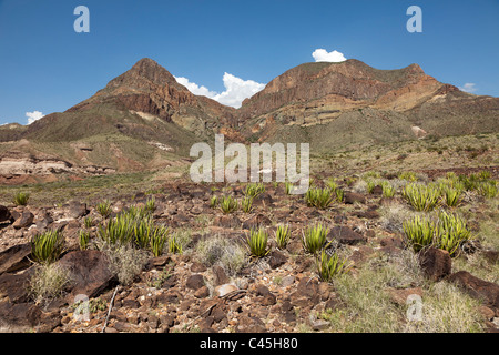 Lechuguilla Agave lechuguilla nel deserto del Chihuahuan del Parco nazionale di Big Bend Texas USA Foto Stock