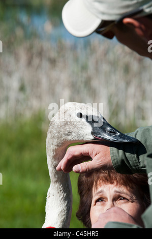 Trumpeter Swan appena prima del suo rilascio nel selvaggio vicino Ovando, Montana.come parte del Cigno Progetto di restauro. Foto Stock