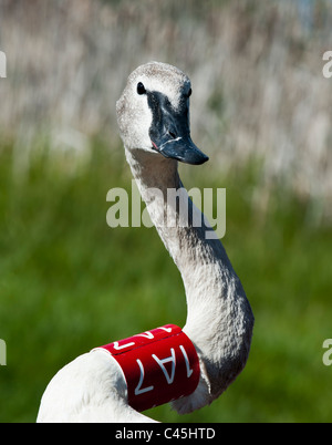 Un trombettista nastrati Swan, parte del Cigno Progetto di restauro in Western Montana, attende di essere rilasciata vicino Ovando Montana. Foto Stock