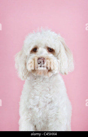 Soffice bianco cane Maltese su una rosa di sfondo per studio. Foto Stock
