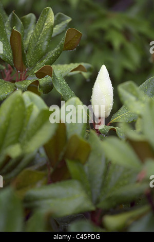 Southern Magnolia fiore con gocce di pioggia Foto Stock