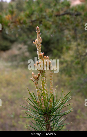 Terminale di sviluppo di germogli e rami di pino Jack Pinus banksiana Northern Michigan STATI UNITI Foto Stock
