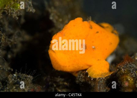 Rana pescatrice verniciato, Antennarius pictus, KBR, Lembeh strait, Sulawesi, Indonesia. Foto Stock