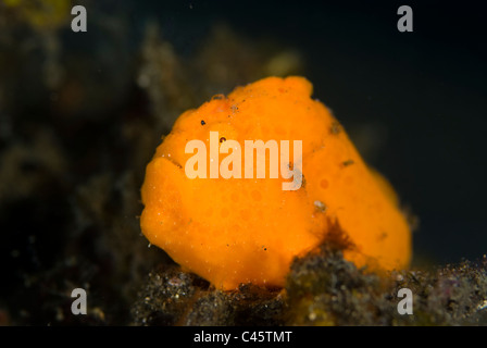 Rana pescatrice verniciato, Antennarius pictus, KBR, Lembeh strait, Sulawesi, Indonesia. Foto Stock