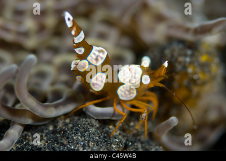 Esegui uno squat gamberetti, Thor amboinensis, KBR, Lembeh strait, Sulawesi, Indonesia. Foto Stock