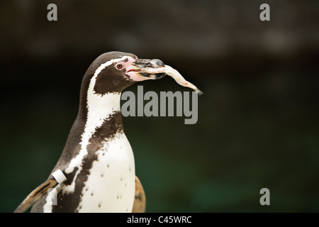 Homboldt pinguini a tempo di alimentazione nella Santa Barbara Zoo. Foto Stock