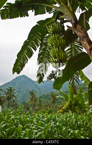 Il MAIS, banane e palme da cocco crescere in una ricca agricoltura valle vicino a PEMUTERAN - Bali, Indonesia Foto Stock