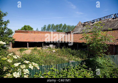 Vecchia fattoria di Norfolk edifici. Quasi rovinato e il collasso. Il granaio principale ha un tetto di paglia. Una pecora solitaria sorge in cantiere. Foto Stock