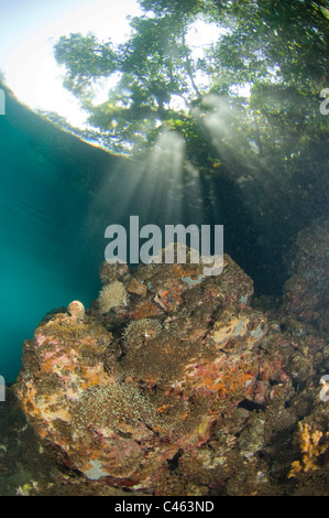 Coral Reef scena guardando il cielo, KBR, Lembeh strait, Sulawesi, Indonesia. Foto Stock