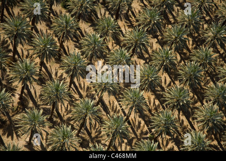 Fotografia aerea di un plam tree plantation in Arava Foto Stock