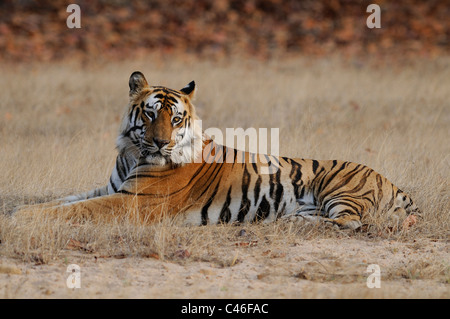 Residenziale dominante maschio adulto tigre del Bengala in seduta una prateria aperta in mattina presto luce in Bandhavgarh, India. Foto Stock