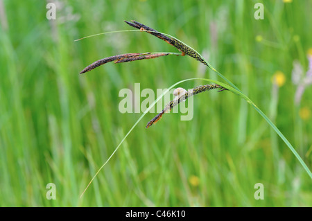 Erba con una lumaca su di esso nella rugiada del mattino Foto Stock