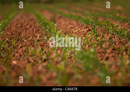 Piantine di mais in Georgia argilla rossa Foto Stock