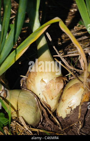 Cipolle crescono a i piselli Farm in Missoula, Montana. Essi sono utilizzati per il CSA (Comunità supportato Agricoltura) programma. Foto Stock